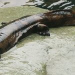Giant salamander