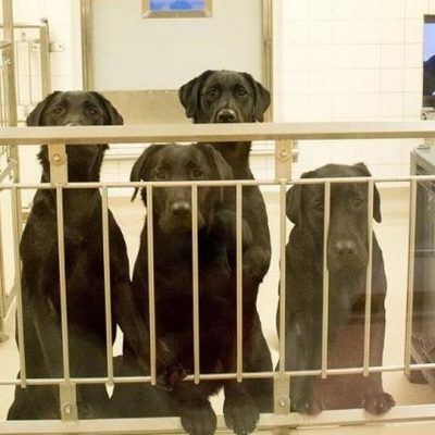 Six labradors about to be killed for animal testing