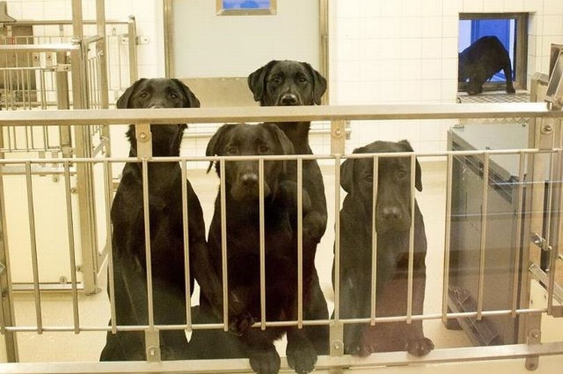 Six labradors about to be killed for animal testing