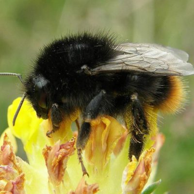 Pollinating bee