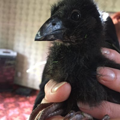 Pukeko saved by police