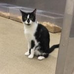 Cat at USDA testing facility