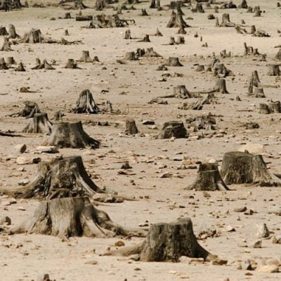 Brutal deforestation in Ethiopia