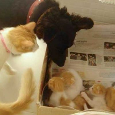 Dog leaves some of his food for pregnant stray cat and becomes the father to her kittens