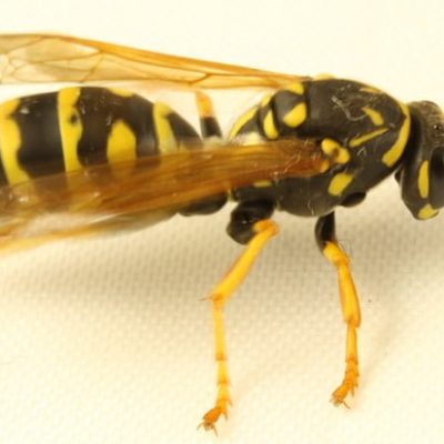 Paper wasp Polistes dominula