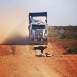 Kangaroo on Australian road with vulture and truck bearing down