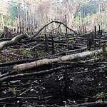 Mexico deforestation