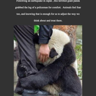 After earthquake frightened Giant Panda hugs policeman