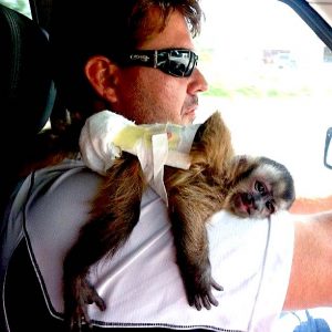 Pet capuchin monkey