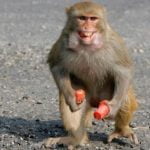 Rampaging monkey in India