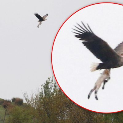 Sea eagle carries away a lamb