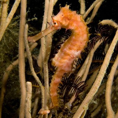 Spiny seahorse