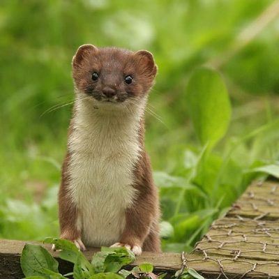 Stoat
