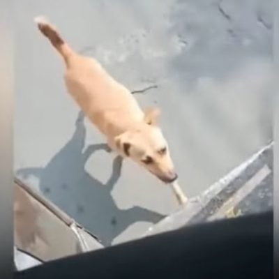 Stray dog chases bus until driver adopts her