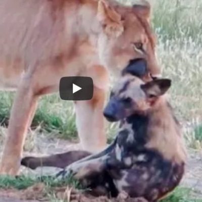 Wild dog in jaws of lioness