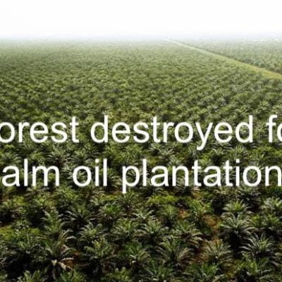 Palm oil plantation