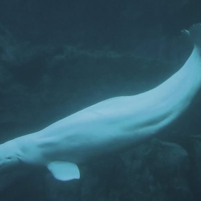 Beluga whale