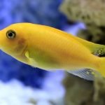 Cichlid fish species