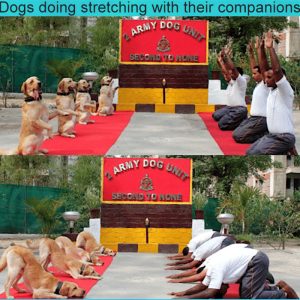Dogs stretching