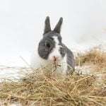 Rabbit eating hay