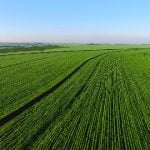 Soya bean plantation San Paolo