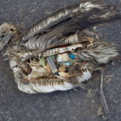 Albatross with stomach full of plastic