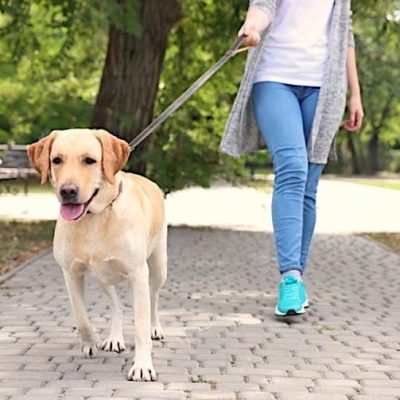 Holding a dog lead correctly