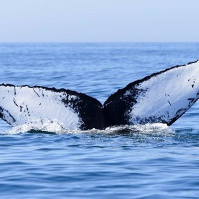 Whales like it quiet too