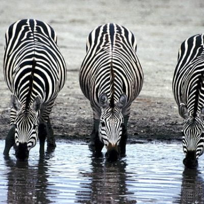 Three zebras drinking at a water hole
