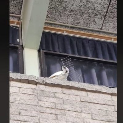 Cookatoo lifts anti-bird spikes