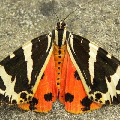 Jersey tiger moth