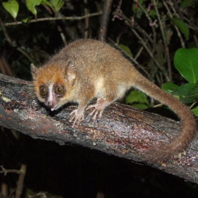 Mouse lemur