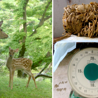 Sacred deer died of eating plastic bags