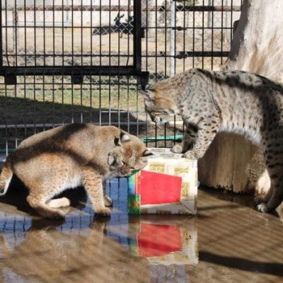 Spring River Park and Zoo