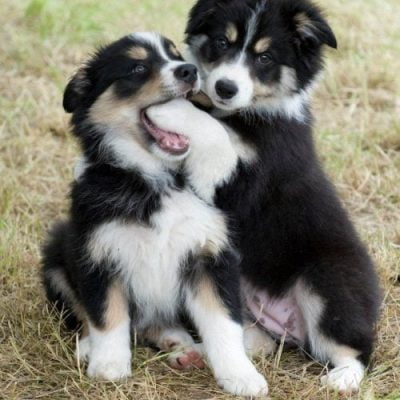 Border collie puppies