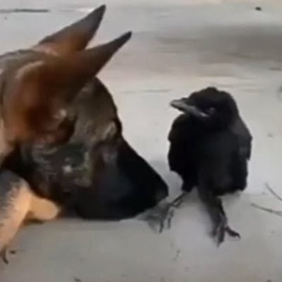 dog and crow best mates