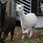 Alpacas at St. Edward's Prep School