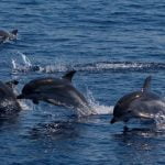 Tuscany's dolphins