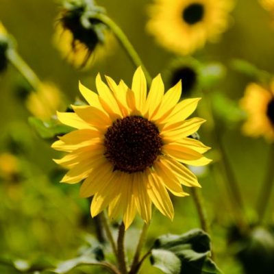 Sunflower by Mike Robinson