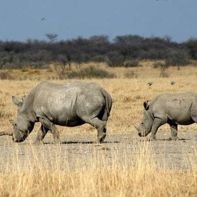 Botswana rhinos