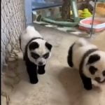 Chow chow dogs dyed to look like pandas at a cafe in China