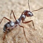 Saharan silver ant