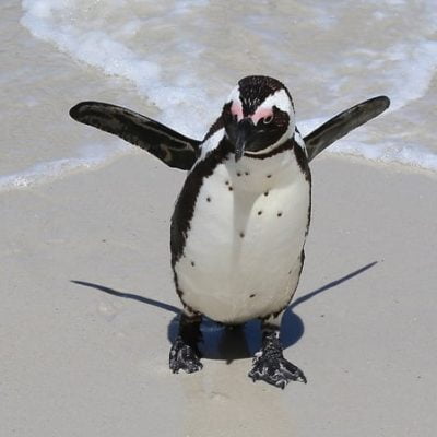 South African penguin