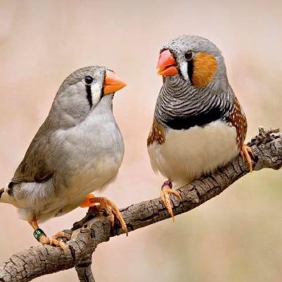 Zebra finches