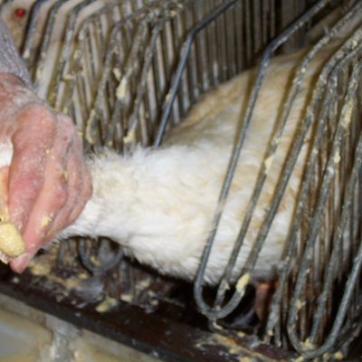 Mulard duck being force feed corn grain