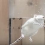 Dead mouse - animal testing