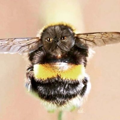 Bee cat - a photoshop.