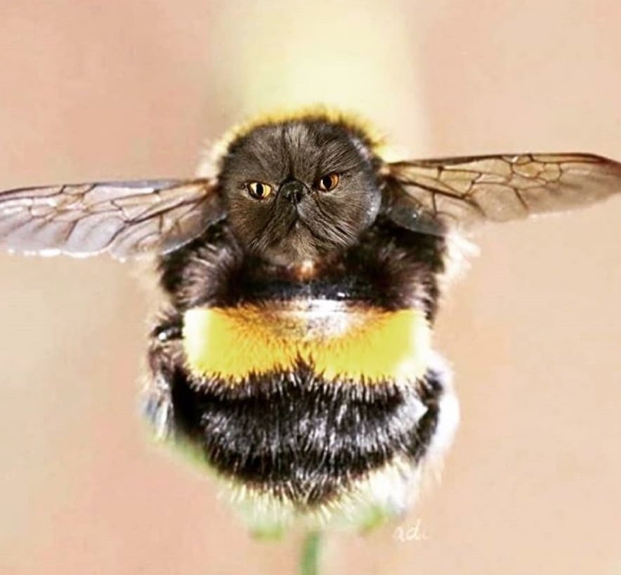 Bee cat - a photoshop.