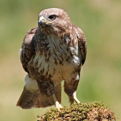 Buzzard
