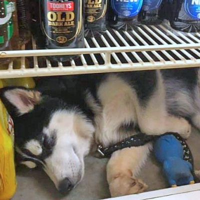 Oi a Husky who likes to sleep in the fidge in hot Australia. He has been stolen.